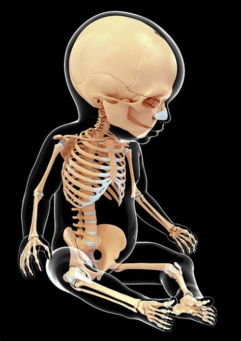 Babys Skeletal System Photograph By Pixologicstudio Pixels