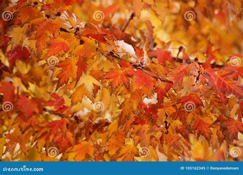 Sugar Maple Tree Branch In A Fall Stock Image Image Of Pattern