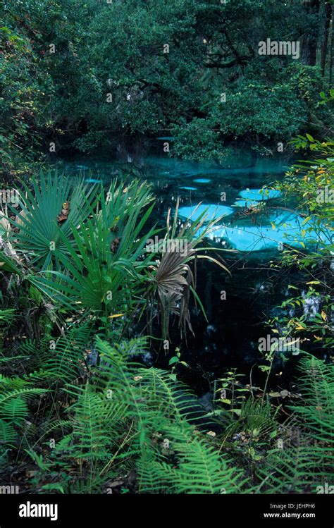 Fern Hammock Springs Juniper Springs Recreation Area Ocala National