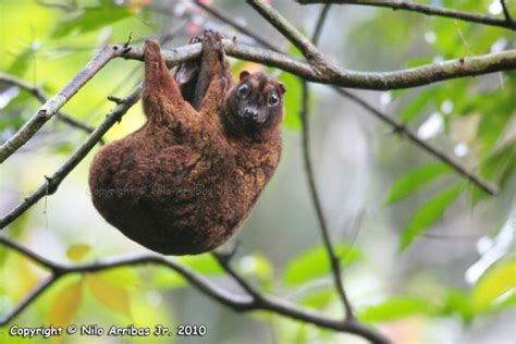 Philippine Flying Lemur Alchetron The Free Social Encyclopedia