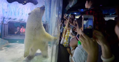 the ‘saddest polar bear lives in a mall in china the new york times