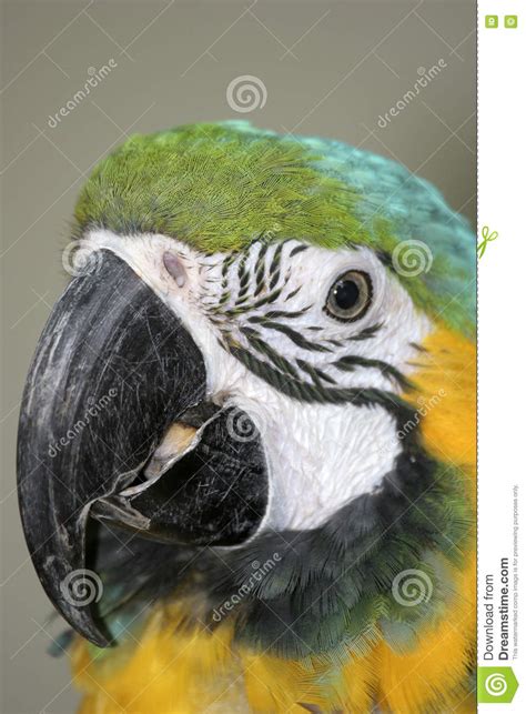 Parrot Portrait Stock Photo Image Of Cheeky Feathers 75414890