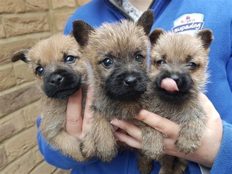 Cairn Terrier Puppies For Sale San Francisco Ca 258504