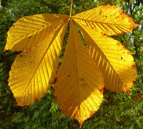 Autumn Horse Chestnut Leaves David Harris Flickr