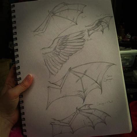 Basic Wing Reference Sheet Sketch Top Bat Or Dragon Then Bird Basic