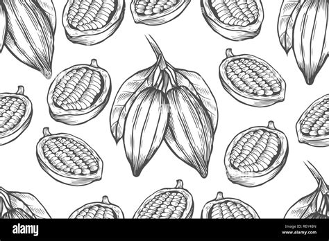 Vector Cocoa Tree Illustration Vintage Background With Hand Drawn With