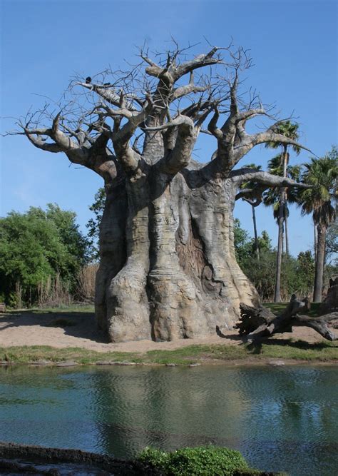 Baobab Tree Kilimanjaro Safari Baobab Is The Common Name O Flickr
