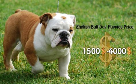 Give us a call today. English Bulldog Puppies - Must Know Facts - Petmoo