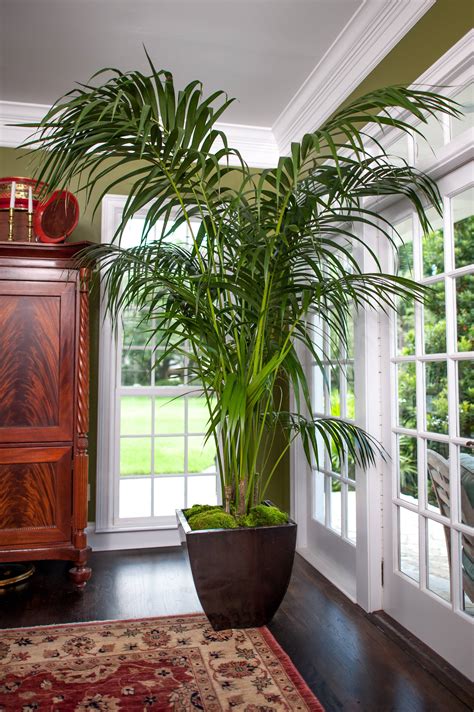 Kentia Palm Large High Quality Tropical Plants Shipped To Your Door