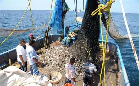 La Pesca En Mazatlán Segunda Actividad Económica Agoniza