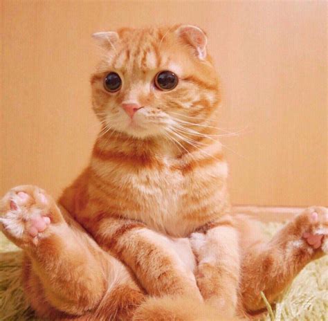 Сидящий рыжик Cute Cats Cat Scottish Fold Scottish Fold