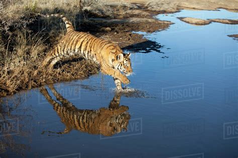 Tiger Jumping In Water South Africa Stock Photo Dissolve