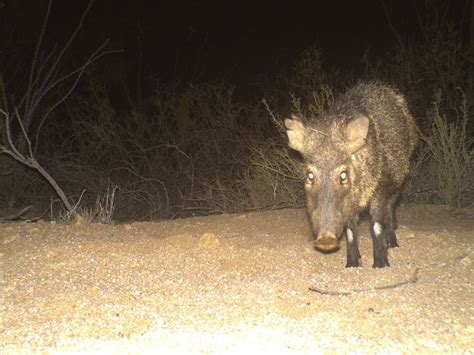 Seen One 7 Things To Know About Javelina