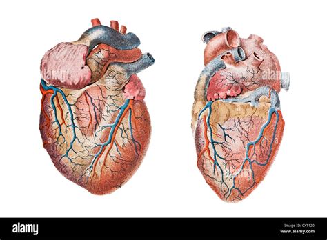Anatomical Heart Drawing Hi Res Stock Photography And Images Alamy
