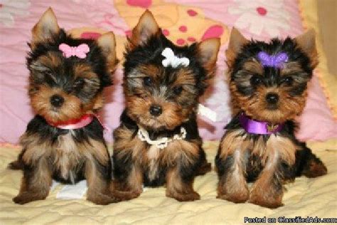 They say it is not fair to the animal, or they are not able to spend enough time with them. but as the global coronavirus outbreak has people. Doll Baby Face T-cup Yorkie puppies for adoption for Sale ...