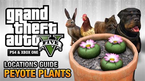 Gta 5 Peyote Plants Location Guide Play As An Animal Youtube