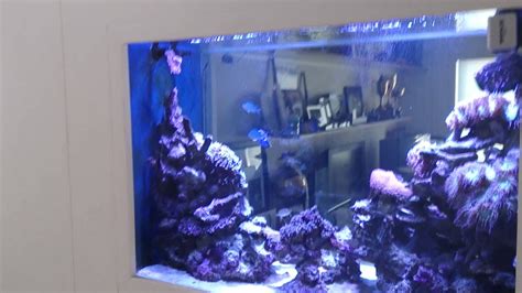 Tips For A Reef Aquarium In The Wall Youtube