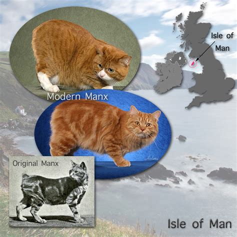 Manx Cat Facts In Plain Language
