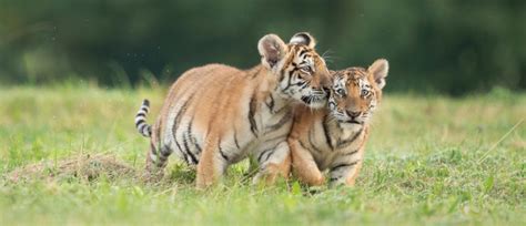 2 Siberian Tiger Cubs Born At Toledo Zoo The Daily Caller