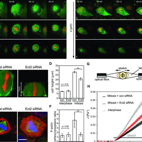 Ect2 Controls Mitotic Rounding Via Rhoa Rho Kinase And Myosin Ii