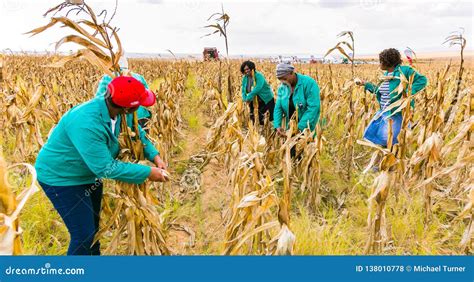 Commercial Maize Farming In Africa Editorial Stock Photo Image Of