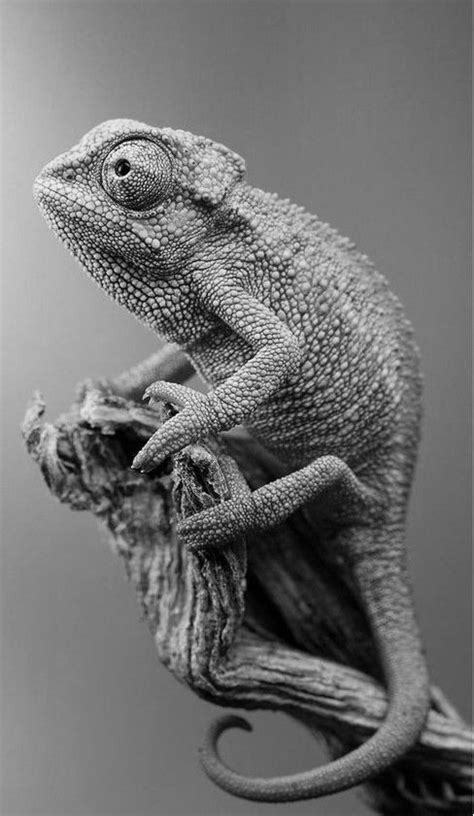 A Black And White Photo Of A Chamelon On A Branch