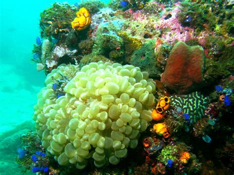 Ocean Acidification And Coral Reefs National Geographic Society