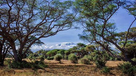 A Snow Covered Mount Kilimanjaro As Seen Through Acacia Trees Amboseli