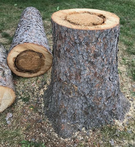 Landscape Root And Butt Rot Caused By Phaeolus Schweinitzii Center