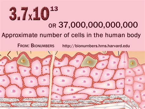 Number Of Cells In The Human Body Human Body Cell Body
