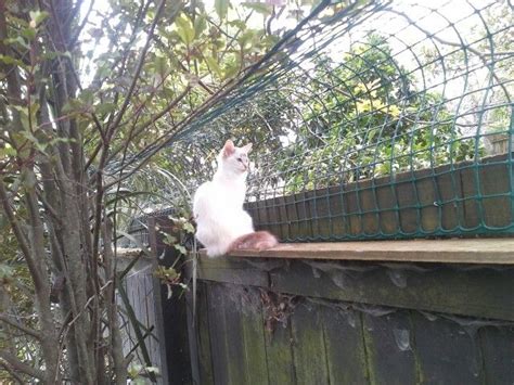 Cat fence topper for existing fences. 1000+ images about Cat fence on Pinterest | Fence ideas ...