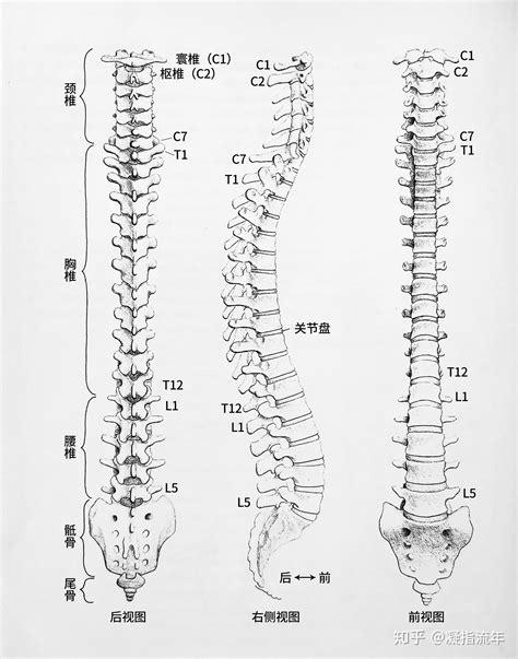 坚持学画：人体结构之脊柱骨骼详解 知乎