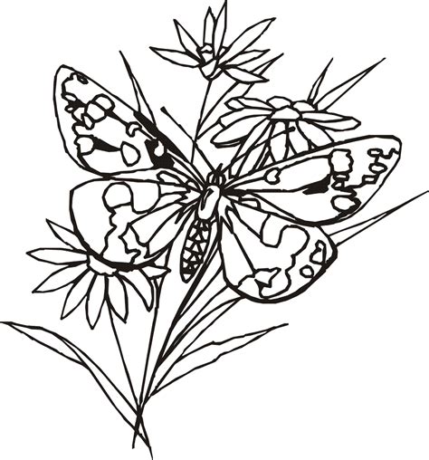 Butterfly coloring pages are fun to color, and can teach your child about the life cycle and other science concepts. butterflies coloring pages