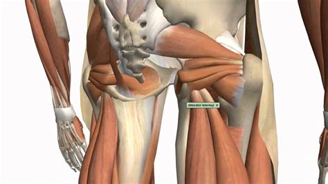 Ebraheim's educational animated video describes the muscle anatomy of the hip and buttocks region with simple images; Muscles of the Thigh and Gluteal Region - Part 1 - Anatomy ...