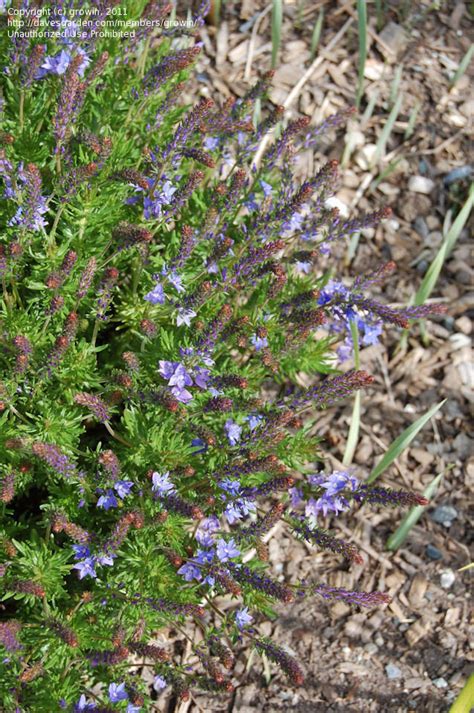 Plantfiles Pictures Creeping Speedwell Shirley Blue Veronica