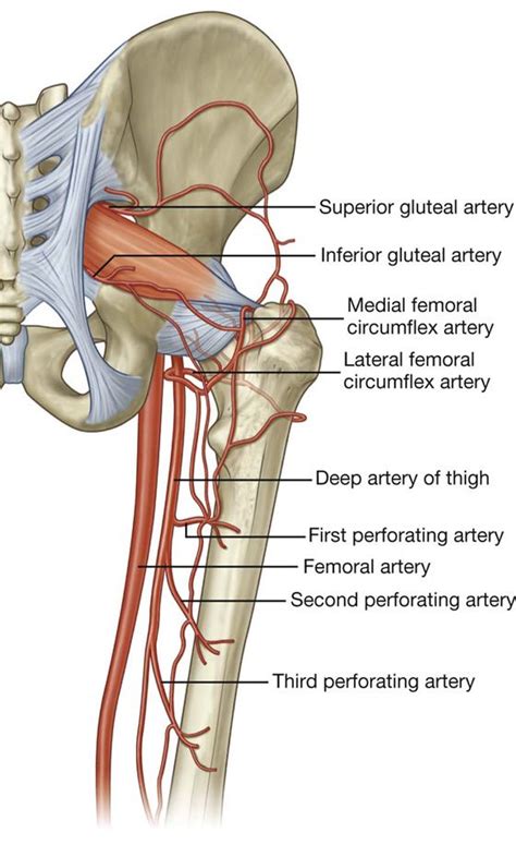 Arteries Of The Hip And Gluteal Region Health And Fitness Magazine Medical Anatomy Daily