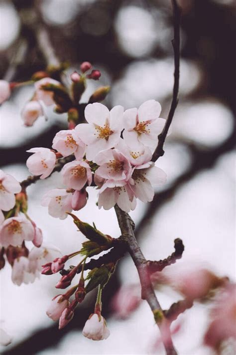 Cherry Blossoms Flowers Photography Trendy Flowers Nature Wallpaper