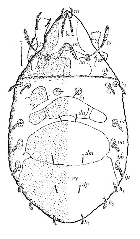 Ceratozetes Helenae Tritonymph Dorsal Aspect Legs Partially Drawn