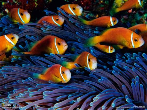 Sea Anemones Fish Clownfish Hd Wallpapers Desktop And Mobile Images