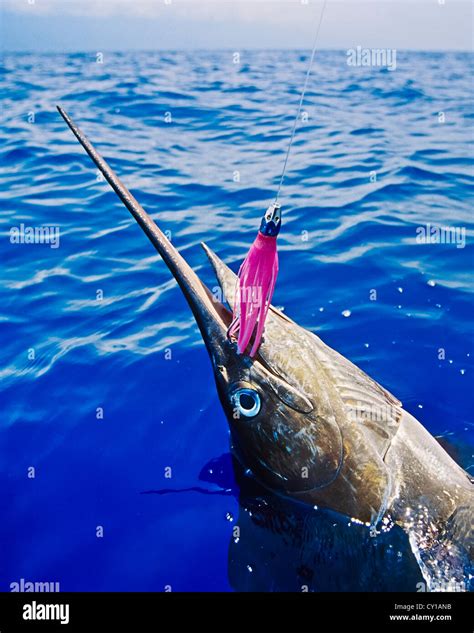 Swordfish Underwater With Fish Hi Res Stock Photography And Images Alamy