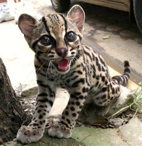 1000 Images About Cats Wild And Hybrid On Pinterest Savannah Cats