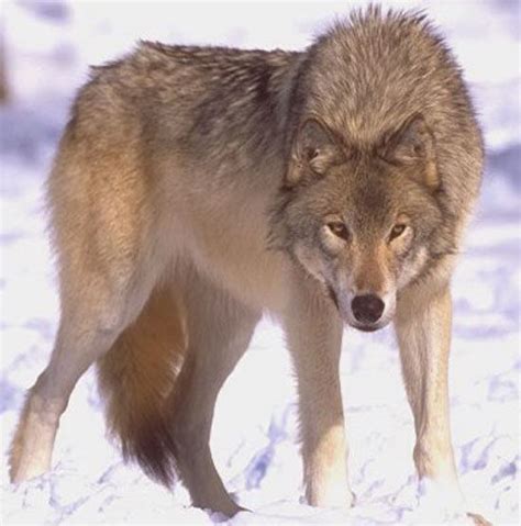 Steppe Wolf Alchetron The Free Social Encyclopedia