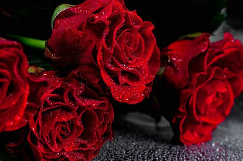 Fonds Decran Roses En Gros Plan Rouge Goutte Fleurs Télécharger Photo