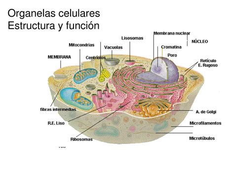 Estructura Y Funcion De La Celula Chefli