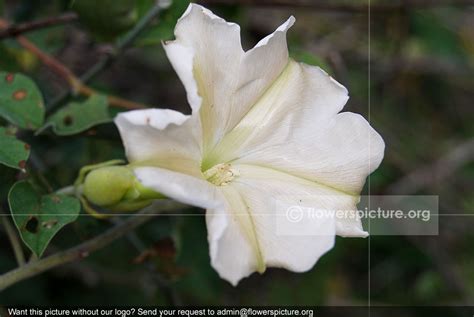 Ipomoea Alba Giant White Moonflower