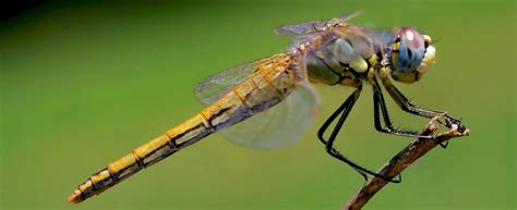 Do Dragonflies Bite This Article Will Let You Know