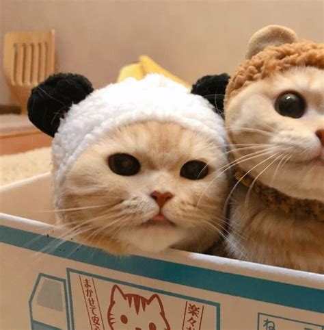 tu y yo piénsalo 💖 en 2022 gatitos adorables gatos bonitos gatitos lindos