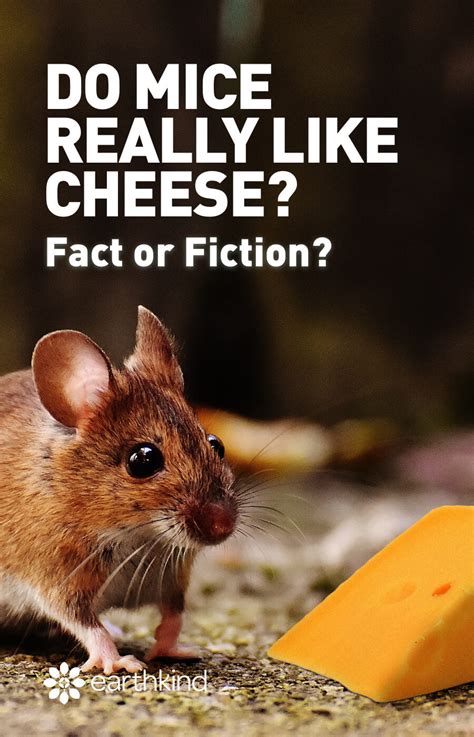 They'll eat insects, other smaller. Do mice really like cheese: Fact or Fiction? | EarthKind