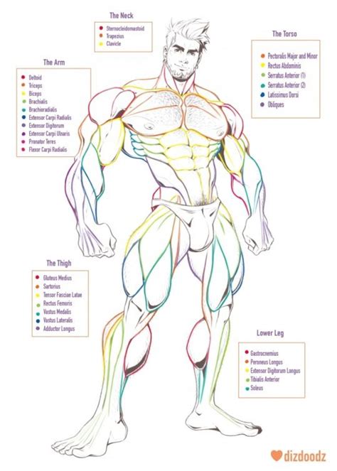 Muscular System Anatomia Humana Anatomia Anatomia Masculina Images My