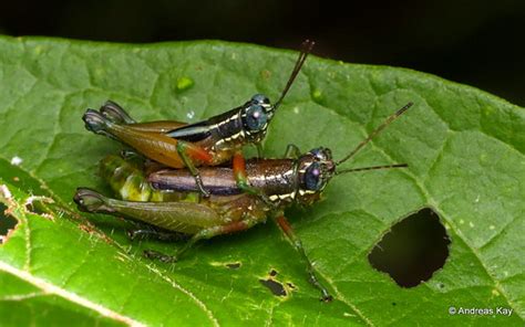 Grasshoppers Mating Syntomacris Sp Id By Oscar Javier Ca Flickr